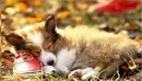 collie pup