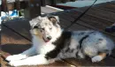 collie