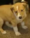 collie pup