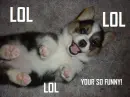 Funny Puppy