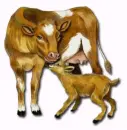 Cows