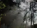 morning light