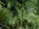 plants