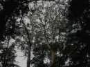 trees in the forest
