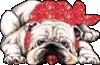 Bulldog
