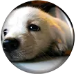 puppy button