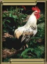Rooster