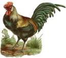 rooster