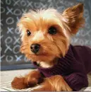 Dogy