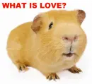 What is Love?