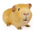 cute guineapig