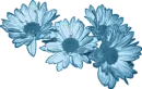Daisies