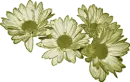 Daisies