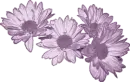 Daisies