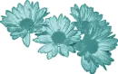 Daisies