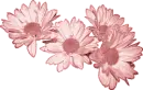 Daisies