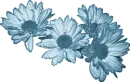 Daisies