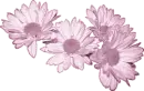 Daisies