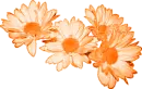 Daisies