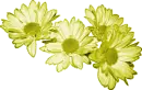 Daisies