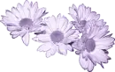 Daisies