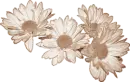 Daisies