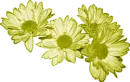 Daisies