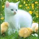kitty and chikens
