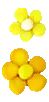 Colorful Flowers