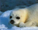 Adorable baby