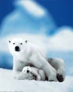 Polar mama