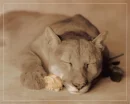 A Nap