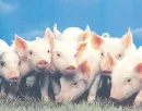 Baby Piggies.