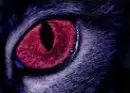 cat's eye