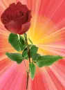 Rose.