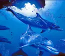 Dolphins.