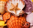 Cockleshells.