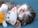 cute kitten