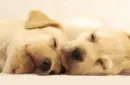 sleeping pup