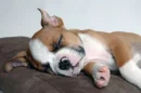 sleeping pup