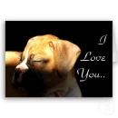 boxer pup , i luv u