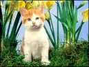 Kitten