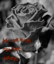 black rose