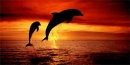 2dolphins