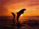 2dolphinsunset