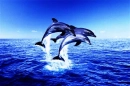 3dolphins