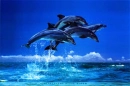 4dolphins