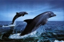 bottlenosedolphins-2