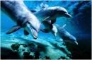 bottlenosedolphins