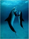 DanceDesDauphins